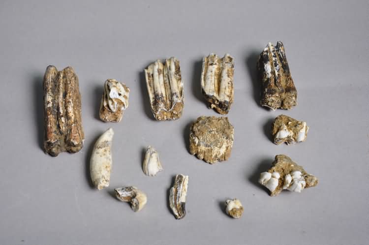 红林动物化石地点