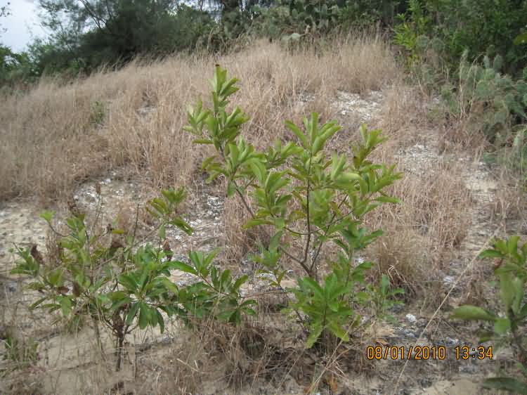 的牙楼烽火台遗址