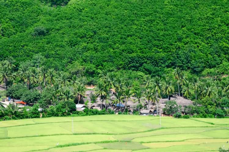 洪水村黎族金字形茅屋