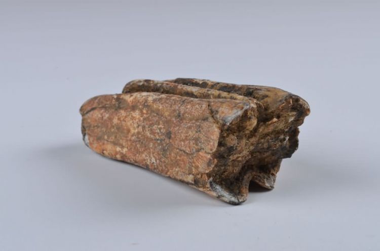 更新世晚期红林三队打石场牛齿化石