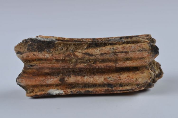 更新世晚期红林三队打石场牛齿化石