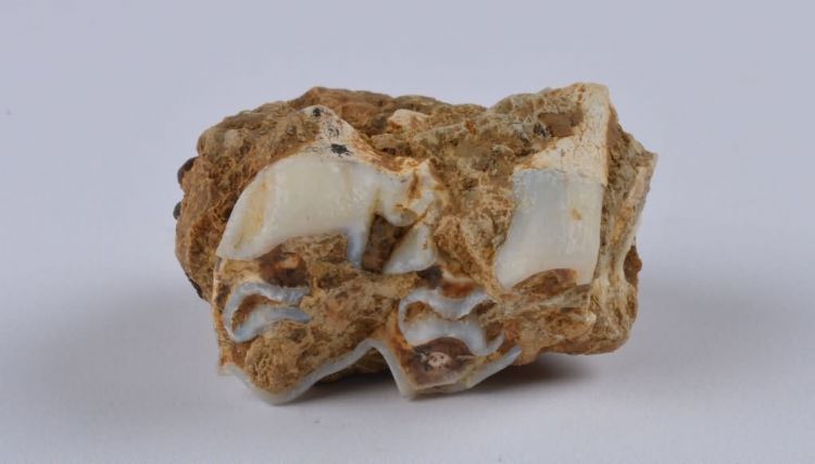 更新世晚期红林三队打石场鹿齿化石