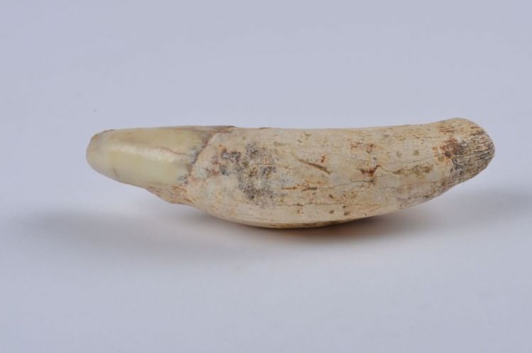 更新世晚期红林三队打石场熊猫牙齿化石