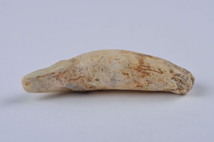 更新世晚期红林三队打石场熊猫牙齿化石