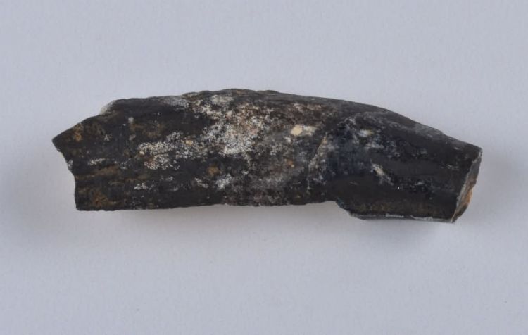 更新世晚期红林三队打石场象齿板化石