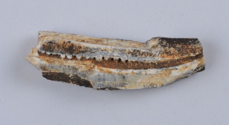 更新世晚期红林三队打石场象齿板化石