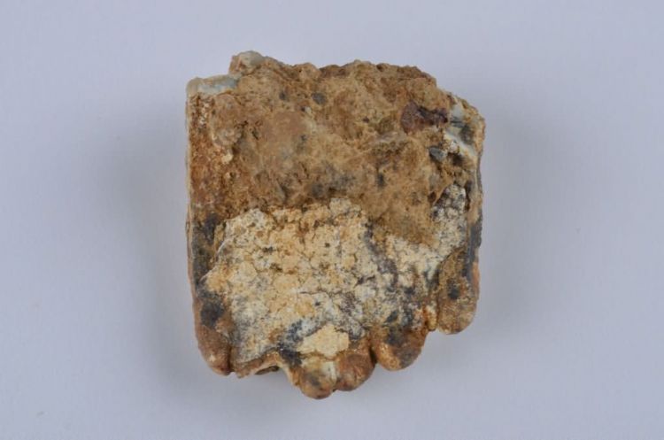 更新世晚期红林三队打石场食肉动物犬齿化石