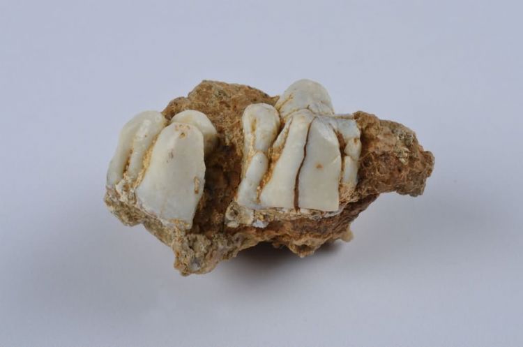 更新世晚期红林三队打石场野猪牙齿化石