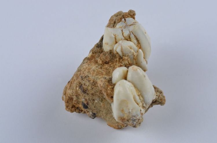 更新世晚期红林三队打石场野猪牙齿化石