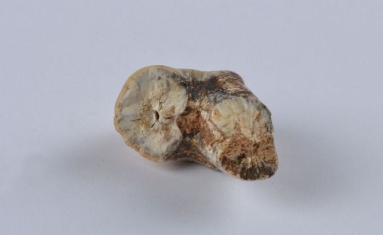 更新世晚期红林三队打石场鬣狗牙齿化石