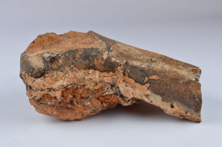 更新世晚期信冲洞牛尺骨化石