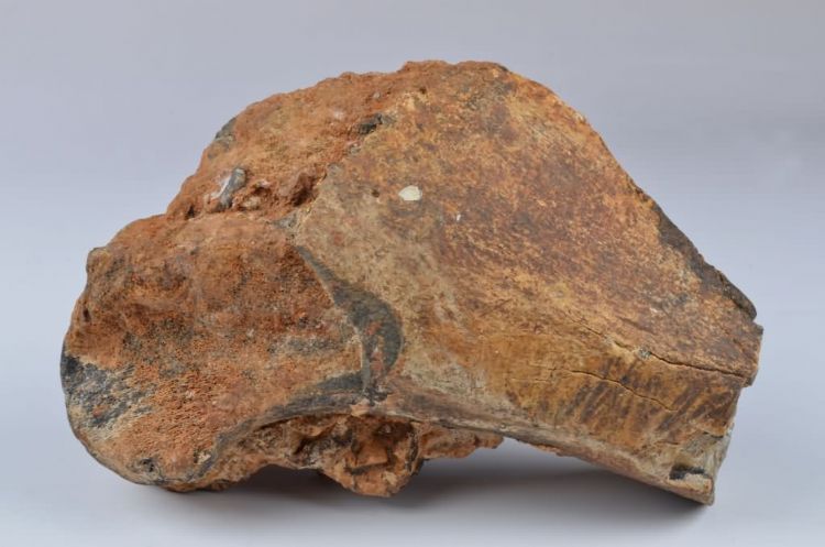 更新世晚期信冲洞牛尺骨化石