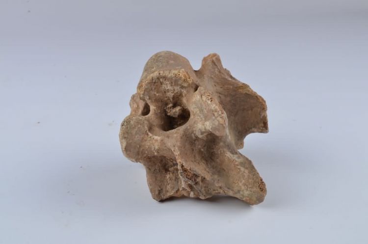 更新世晚期信冲洞牛尺骨化石