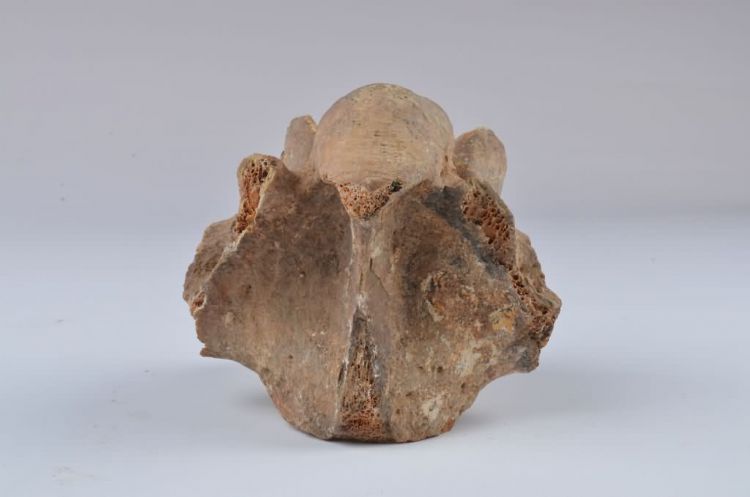 更新世晚期信冲洞牛尺骨化石