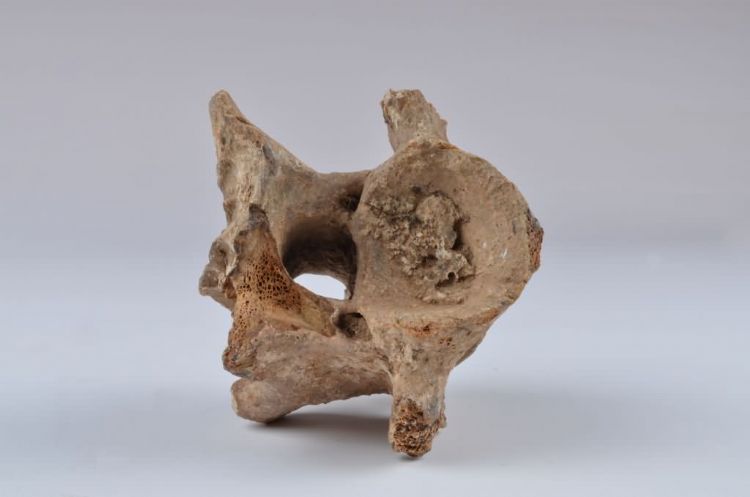 更新世晚期信冲洞牛尺骨化石