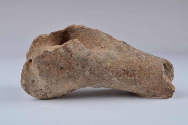 更新世晚期信冲洞牛尺骨化石