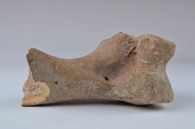 更新世晚期信冲洞牛尺骨化石