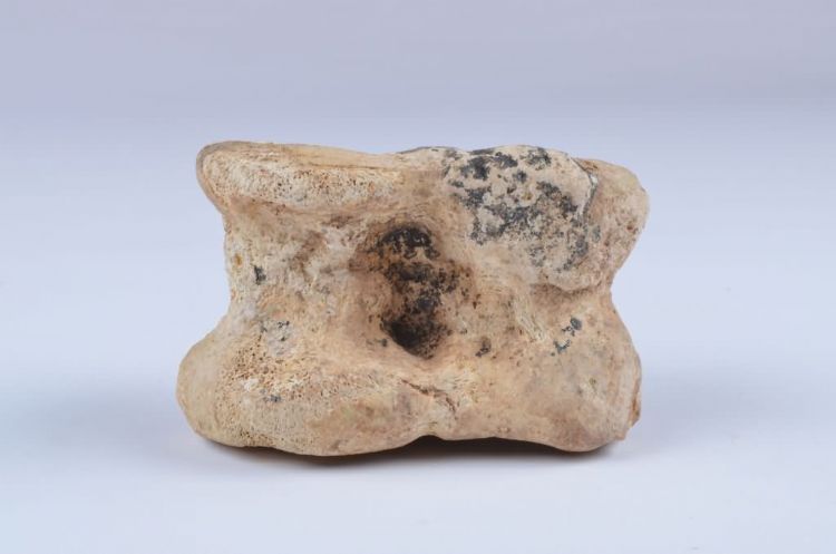 更新世晚期信冲洞牛肱骨化石