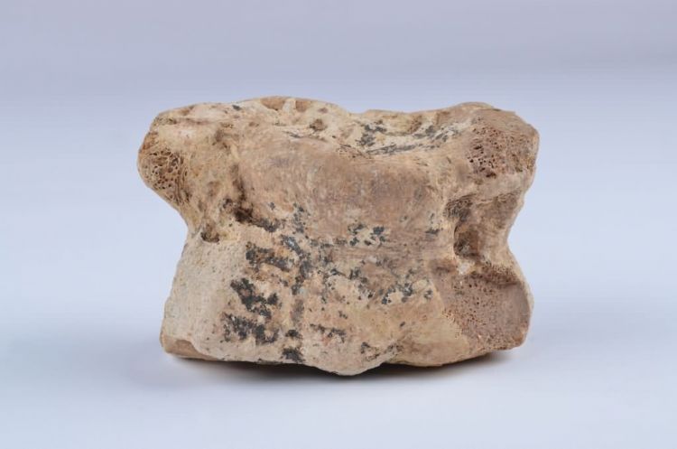 更新世晚期信冲洞牛肱骨化石