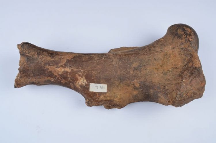 更新世晚期信冲洞牛距骨化石