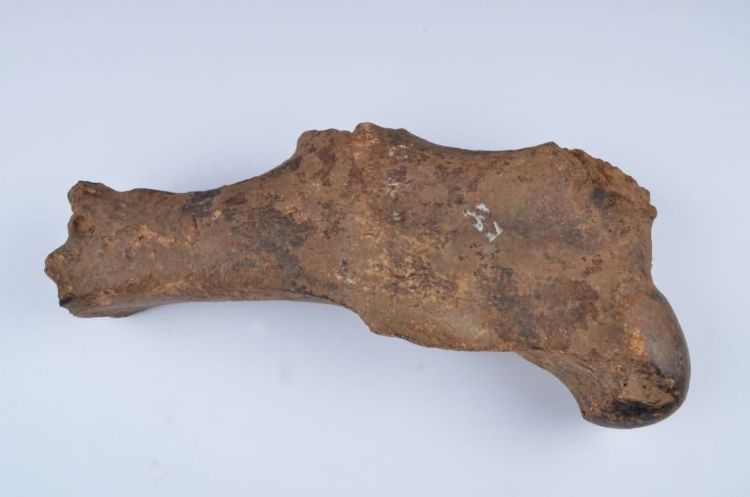 更新世晚期信冲洞牛距骨化石