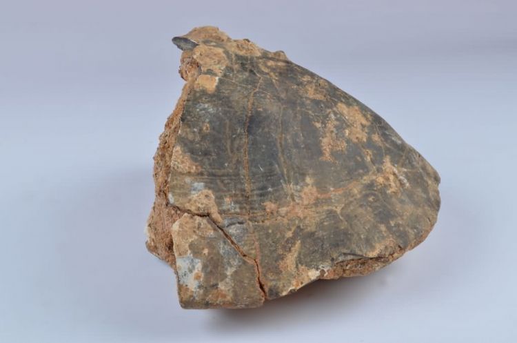 更新世晚期信冲洞山龟化石