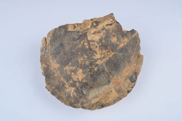 更新世晚期信冲洞山龟化石