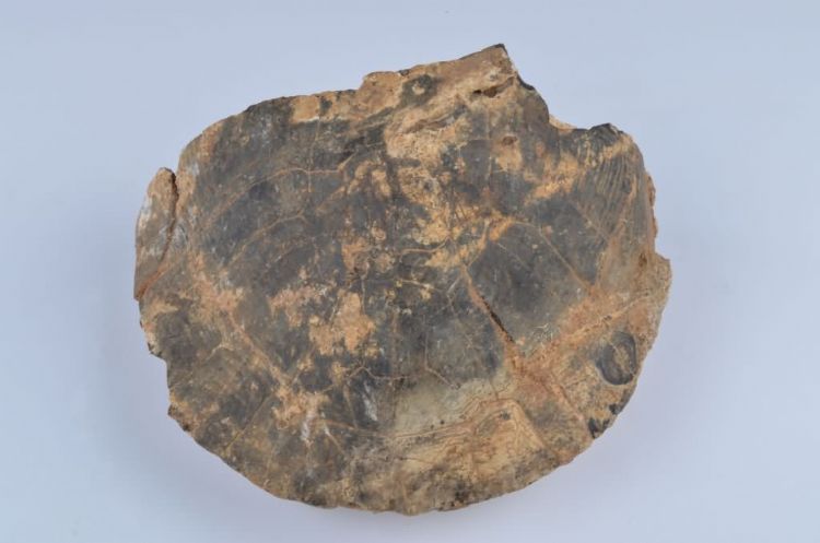 更新世晚期信冲洞山龟化石