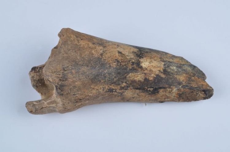 更新世晚期信冲洞鹿胫骨化石