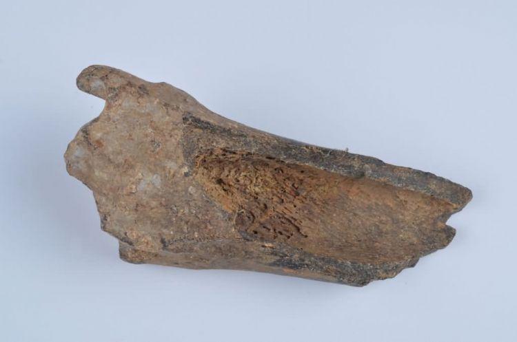 更新世晚期信冲洞鹿胫骨化石