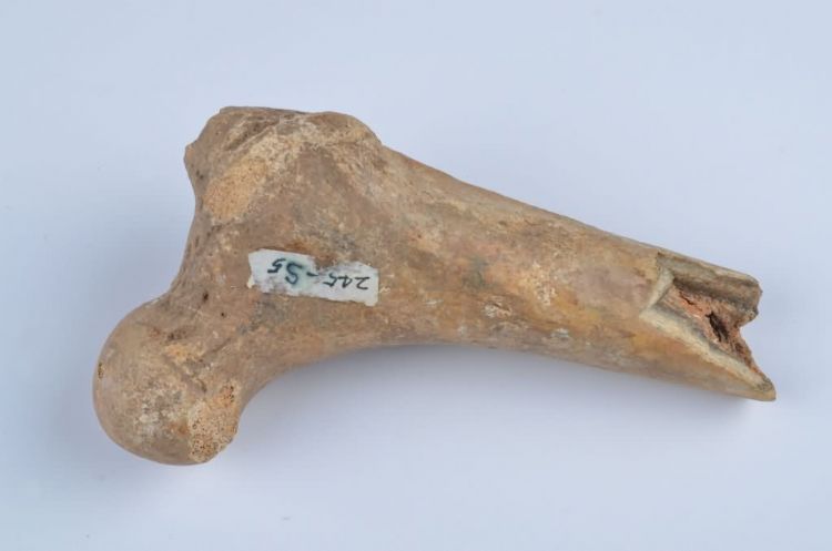 更新世晚期信冲洞鹿胫骨化石