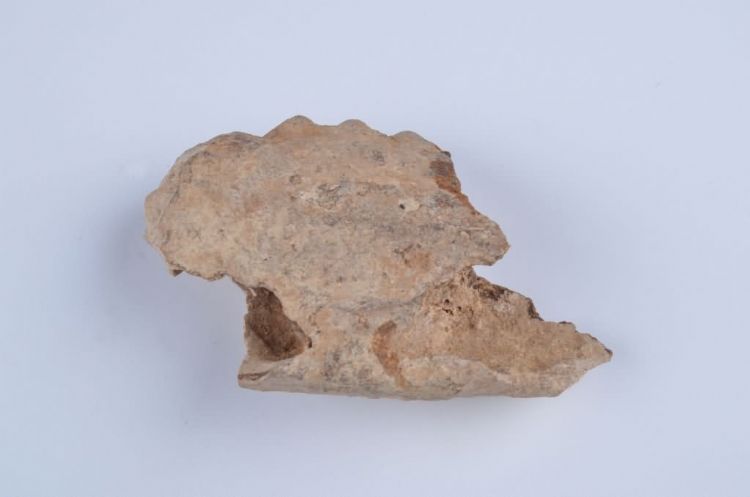 更新世晚期信冲洞野猪牙齿化石