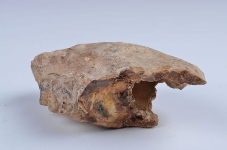 更新世晚期信冲洞野猪牙齿化石