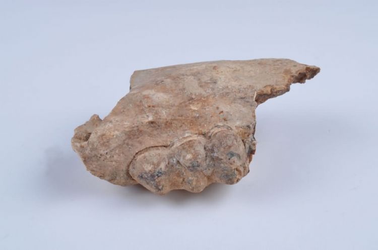 更新世晚期信冲洞野猪牙齿化石