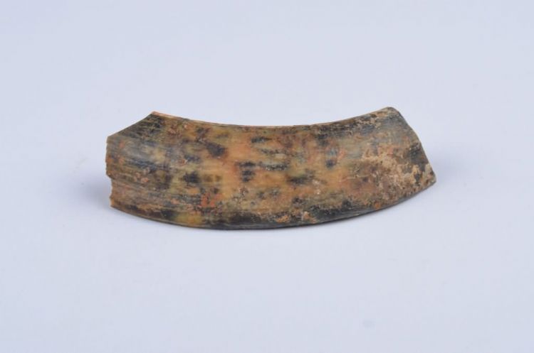 更新世晚期信冲洞野猪牙齿化石