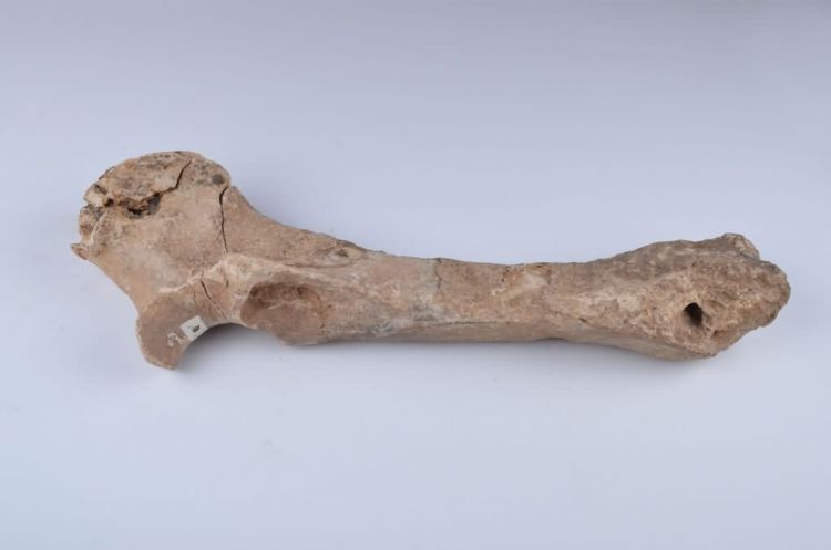 更新世晚期信冲洞牛股骨化石