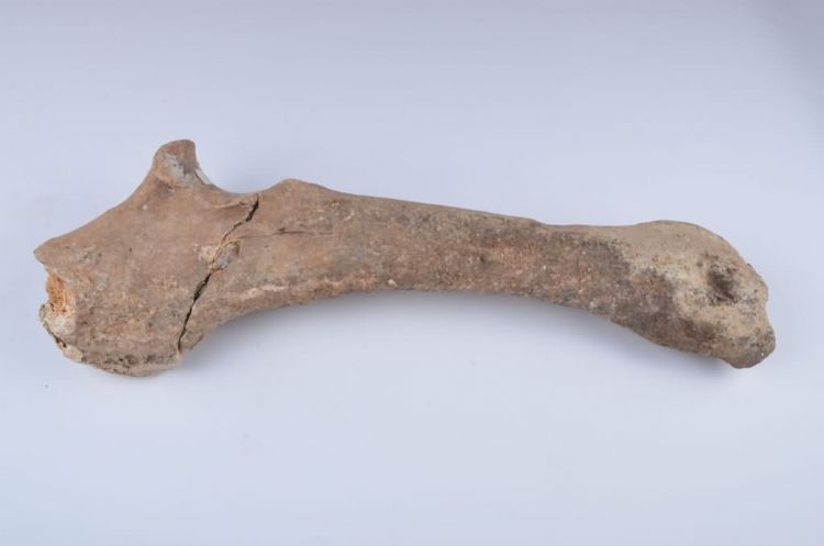 更新世晚期信冲洞牛股骨化石